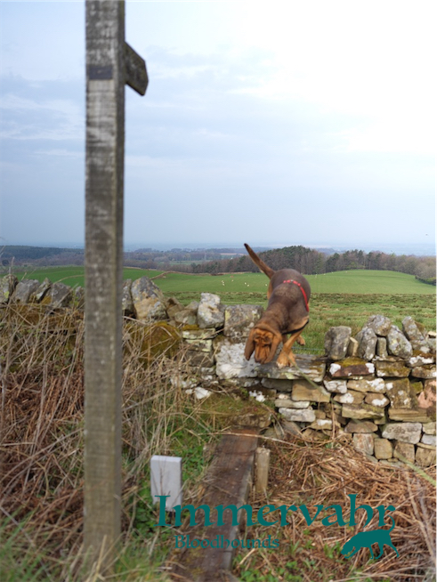 Bloodhound crossing a style