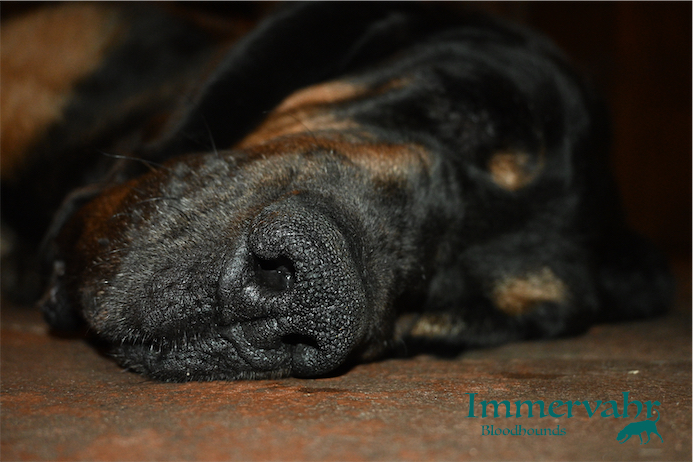 bloodhound nose