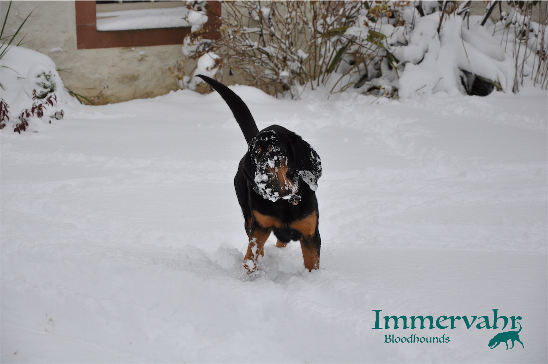 bloodhound in the snow