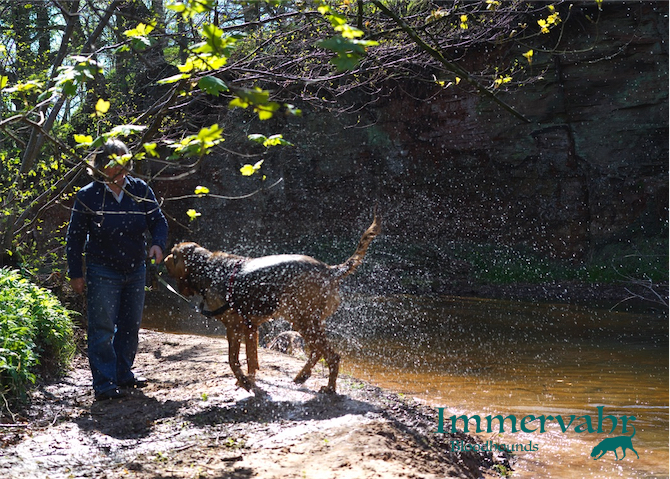 bloodhound shaking water