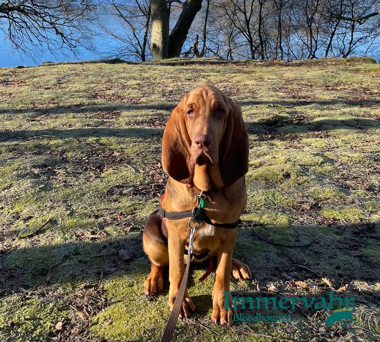 bloodhound and horses
