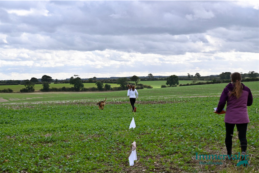 bloodhound at novice stake