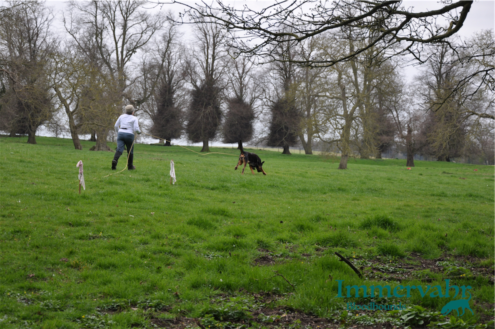 bloodhound at working trials