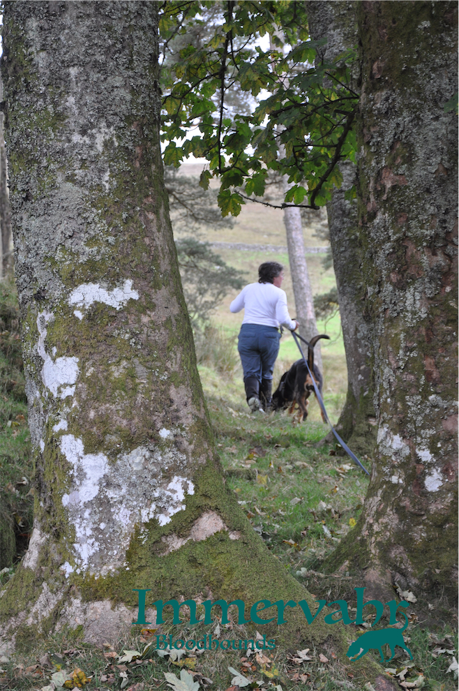 hunting the clean boot