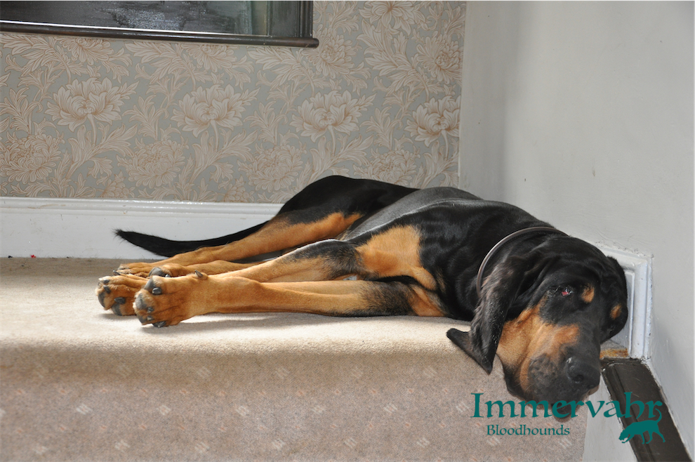 bloodhound on the stairs