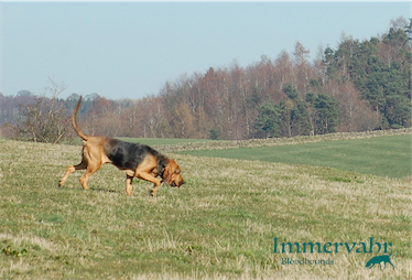 working hound across the field
