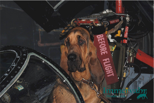 bloodhound ready for take off